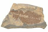 Ordovician Soft-Bodied Fossil (Duslia?) - Morocco #80272-1